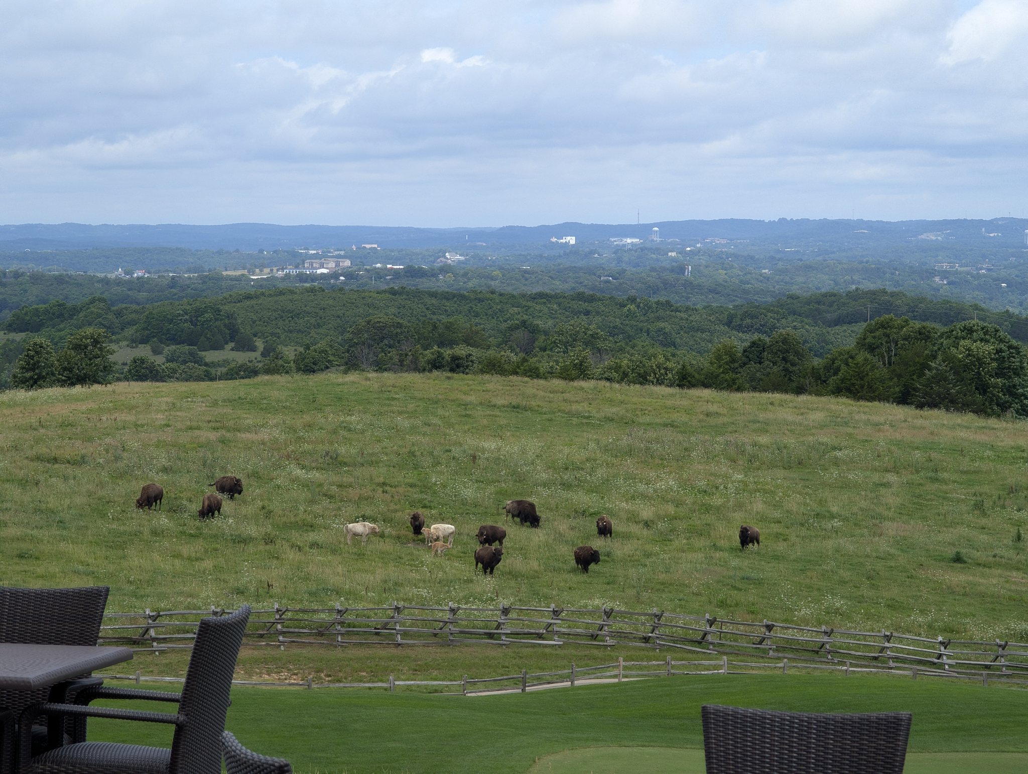 Bison grazing in a pasture beside Buffalo Ridge golf facilities near Branson, Missouri