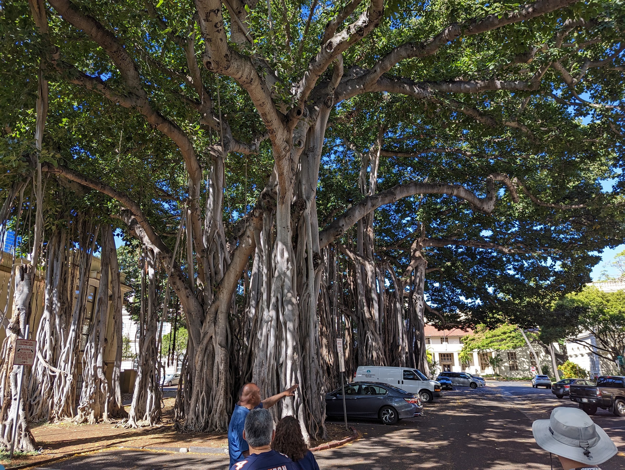 The giant banyan tree we stopped at on our Honolulu city tour