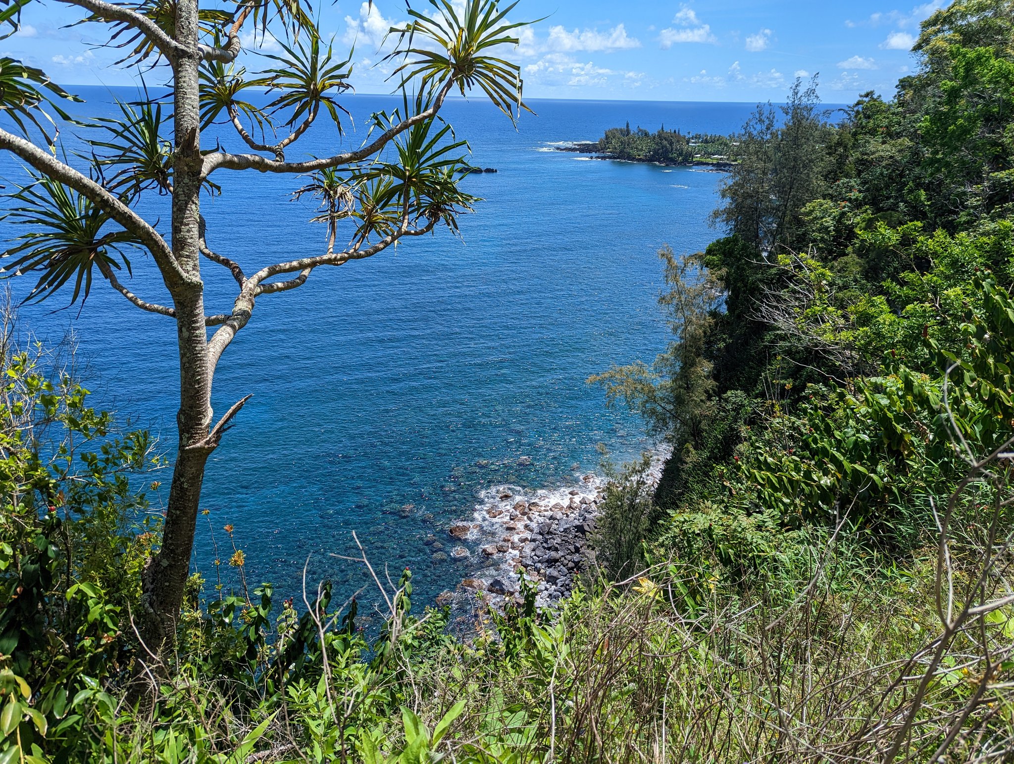 Spiky-leaved tree on a green cliff above a deep blue bay and rocky point on Maui's Road to Hana