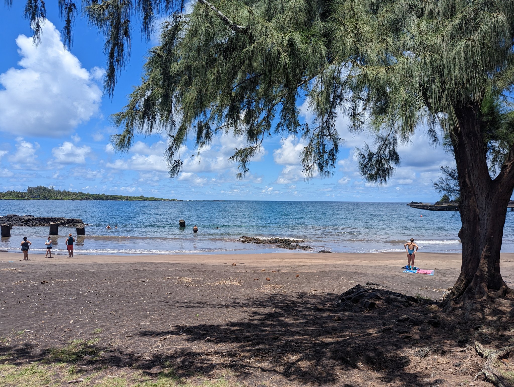 Dark-sand beach shaded by a large, wispy tree, with swimmers in calm blue water on Maui
